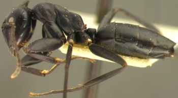 Media type: image; Entomology 8723   Aspect: habitus lateral view